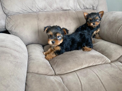 Miniature Yorkshire Terriers