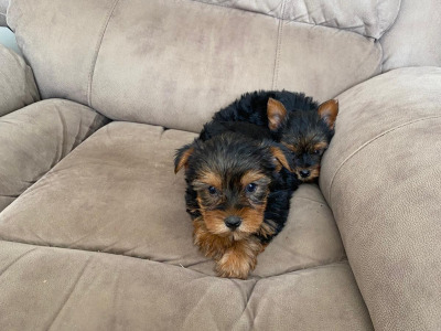 Miniature Yorkshire Terriers