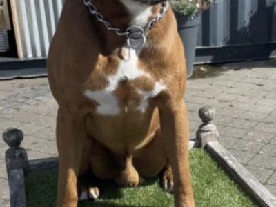Beautiful Boxer Dog for stud with Outstanding Blood Line, in Wexford