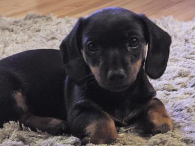 Male Dachshund puppy in Donegal