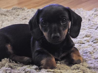 Male Dachshund puppy in Donegal