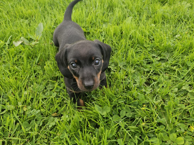 Male Dachshund puppy in Donegal
