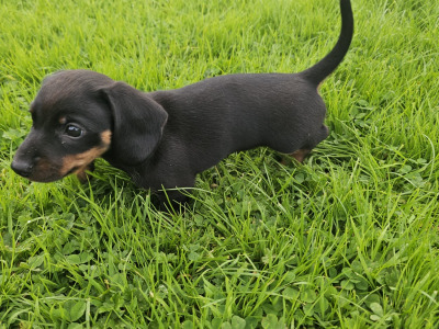 Male Dachshund puppy in Donegal