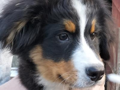 1 IKC Registered Bernese Mountain Dog male puppy left in Carlow. Vet checked