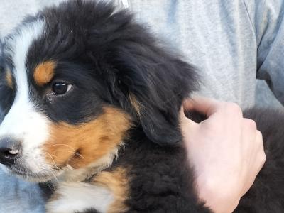 1 IKC Registered Bernese Mountain Dog male puppy left in Carlow. Vet checked
