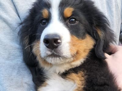 1 IKC Registered Bernese Mountain Dog male puppy. Vet checked