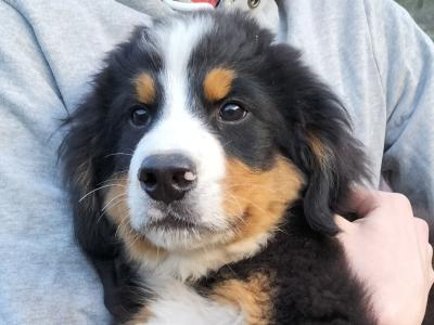 1 IKC Registered Bernese Mountain Dog male puppy left in Carlow. Vet checked