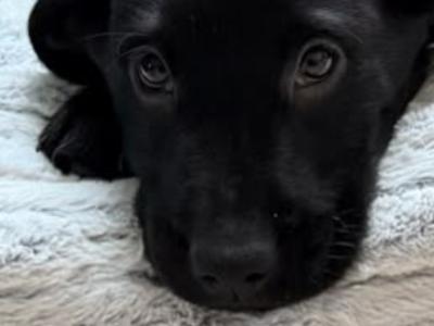 Simply the Best!! IKC Registered Labrador puppies in Leitrim