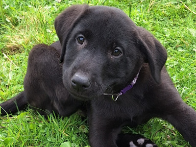 Simply the Best!! IKC Registered Labrador puppies in Leitrim