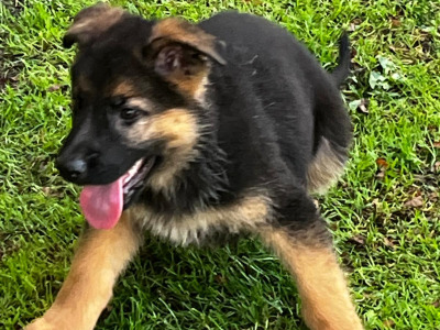 Beautiful German Shepherd puppies in Laois €650