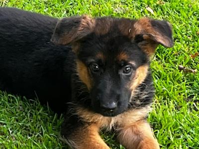 Beautiful German Shepherd puppies in Laois €650