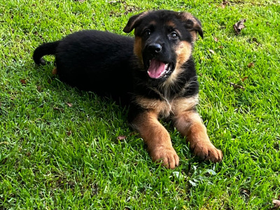 Beautiful German Shepherd puppies in Laois €650