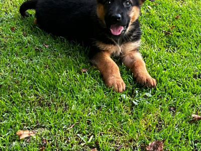Beautiful German Shepherd puppies in Laois €650