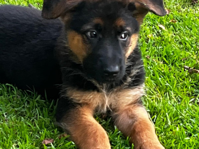 Beautiful German Shepherd puppies in Laois €650