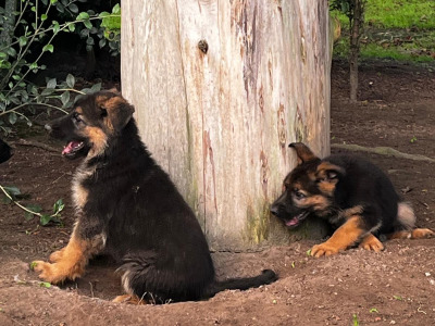 Beautiful German Shepherd puppies in Laois €650