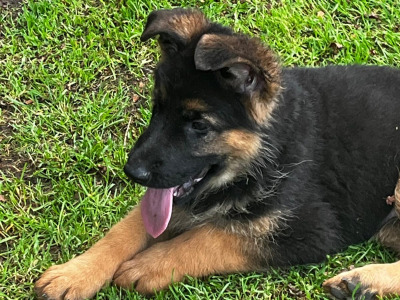 Beautiful German Shepherd puppies in Laois €650