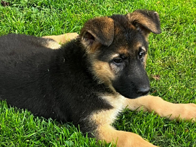 Beautiful German Shepherd puppies in Laois €650