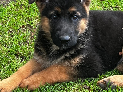 Beautiful German Shepherd puppies in Laois €650