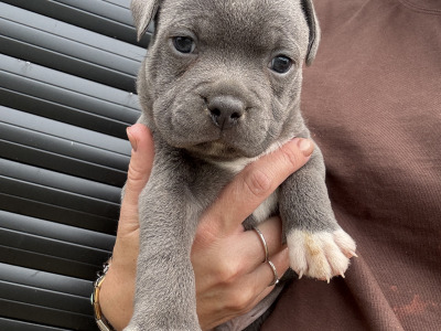 IKC Registered Staffordshire Bull Terrier puppies in Cavan