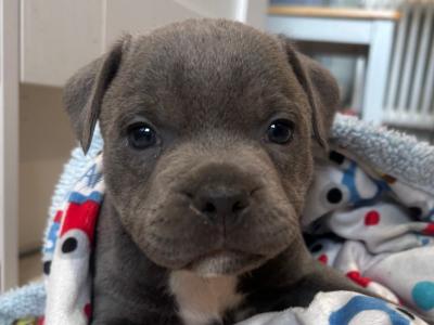 IKC Registered Staffordshire Bull Terrier puppies in Cavan