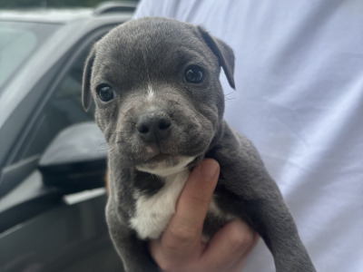 IKC Registered Staffordshire Bull Terrier puppies in Cavan