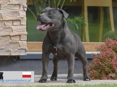 IKC Registered Staffordshire Bull Terrier puppies in Cavan