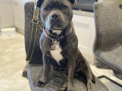 IKC Registered Staffordshire Bull Terrier puppies in Cavan