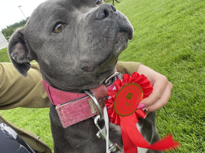 IKC Registered Staffordshire Bull Terrier puppies in Cavan