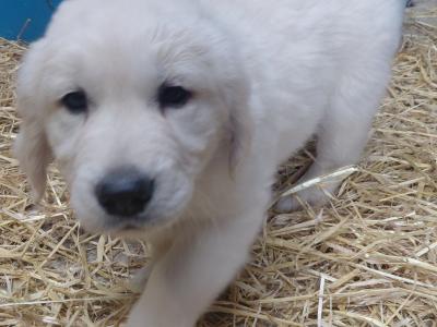 2  pure bred Golden Retriever Pups for Sale, Laois