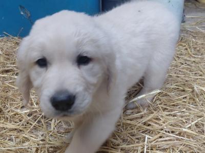 2  purebred Golden Retriever puppies for sale in  Laois
