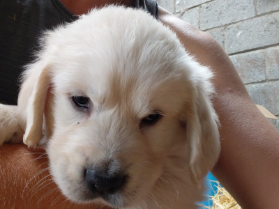 2  pure bred Golden Retriever Pups for Sale, Laois