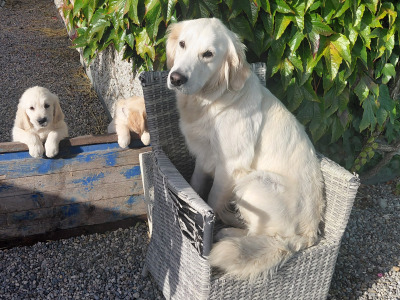 2  pure bred Golden Retriever Pups for Sale, Laois