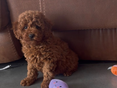 Stunning Maltipoo puppies in Wexford