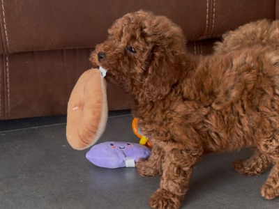 Stunning Maltipoo puppies in Wexford