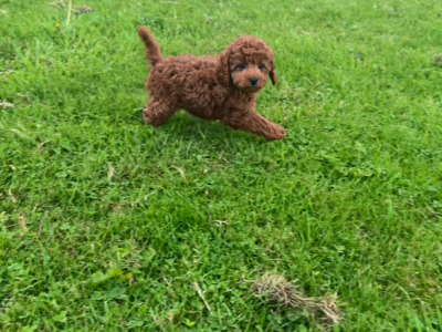 Stunning Maltipoo puppies in Wexford