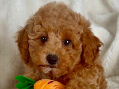 Stunning Maltipoo puppies in Wexford