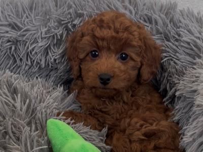 Stunning Maltipoo puppies in Wexford