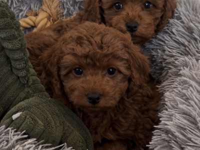 Stunning Maltipoo puppies in Wexford