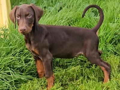 12 weeks old  IKC Registered Dobermann Puppies