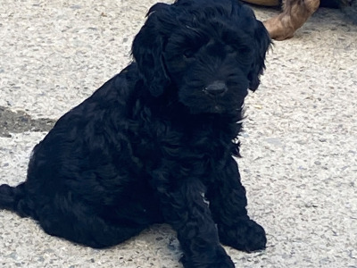 Minature Cockapoo
