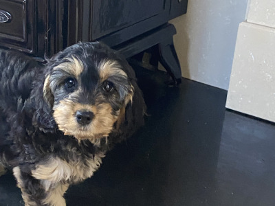 Minature Cockapoo