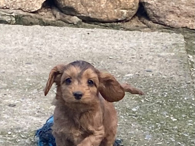 Minature Cockapoo