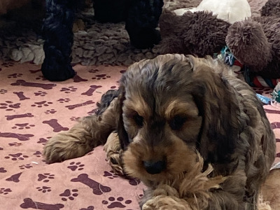Minature Cockapoo