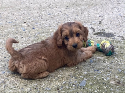 Minature Cockapoo