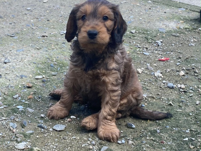 Minature Cockapoo