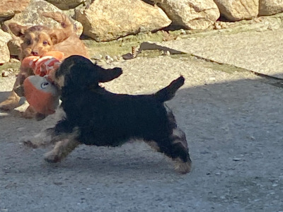 Minature Cockapoo