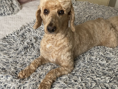 Minature Cockapoo