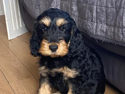 Minature Cockapoo