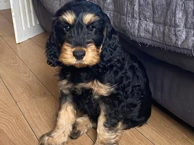 Minature Cockapoo puppies in Wexford