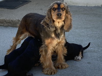 Minature Cockapoo